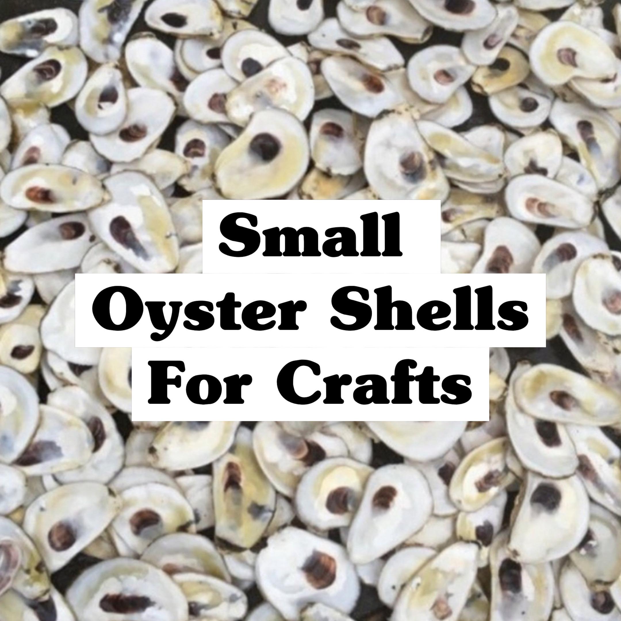 Picture of a pile of clean oyster shelves for crafting and jewelry with the words small oyster shells for crafting superimposed over the picture