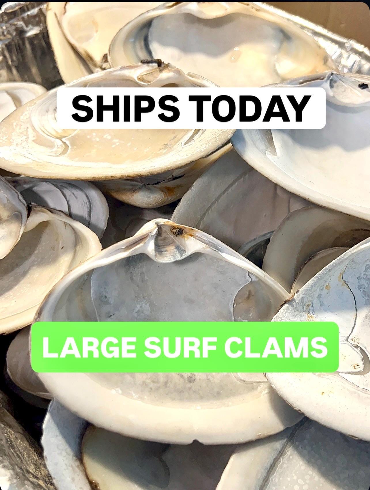 JUMBO CLAM SHELL set of 10, 5-6” large clam shells for craft activity Wedding favor rainy day craft Diy shell decoupage Bridal Shower Diy
