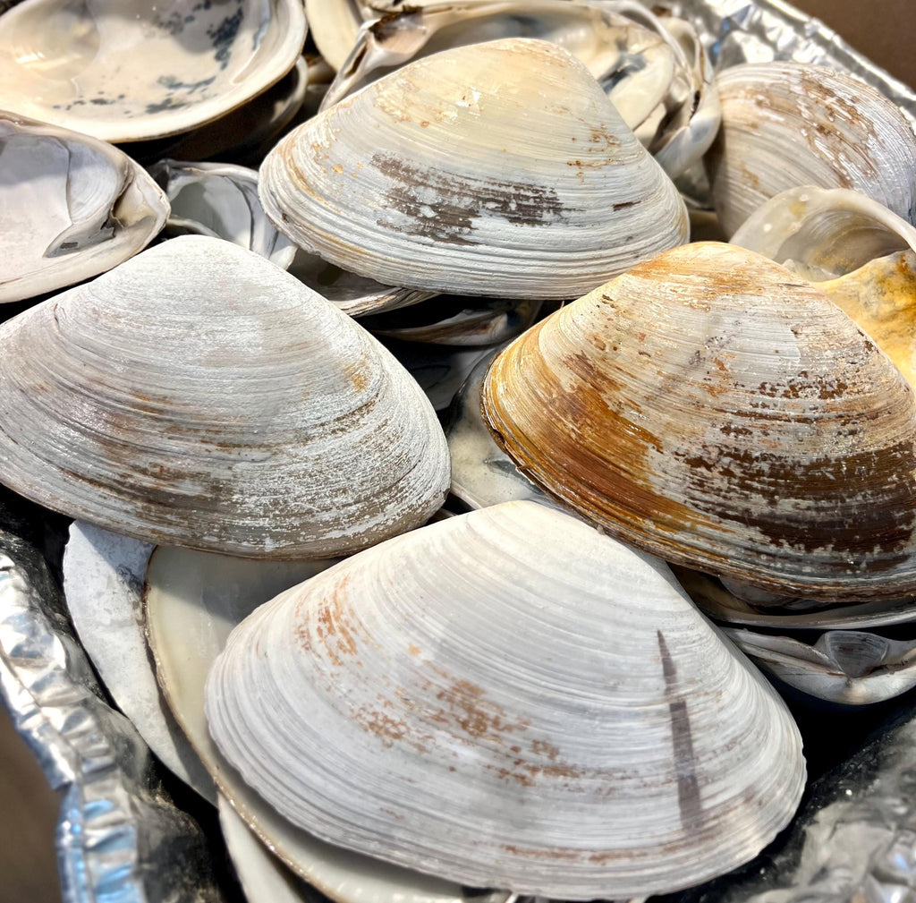 JUMBO CLAM SHELL set of 10, 5-6” large clam shells for craft activity Wedding favor rainy day craft Diy shell decoupage Bridal Shower Diy