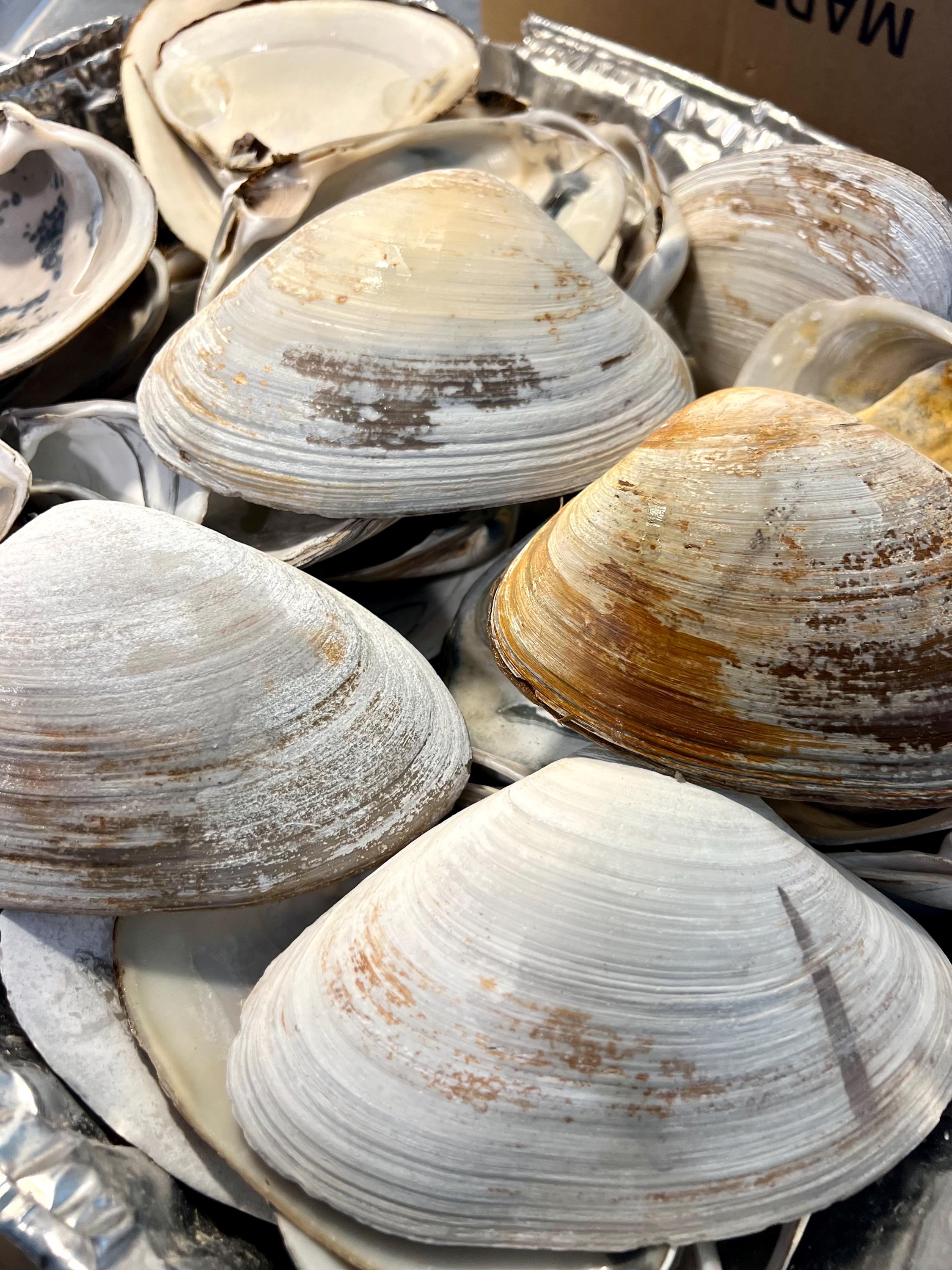 JUMBO CLAM SHELL set of 10, 5-6” large clam shells for craft activity Wedding favor rainy day craft Diy shell decoupage Bridal Shower Diy