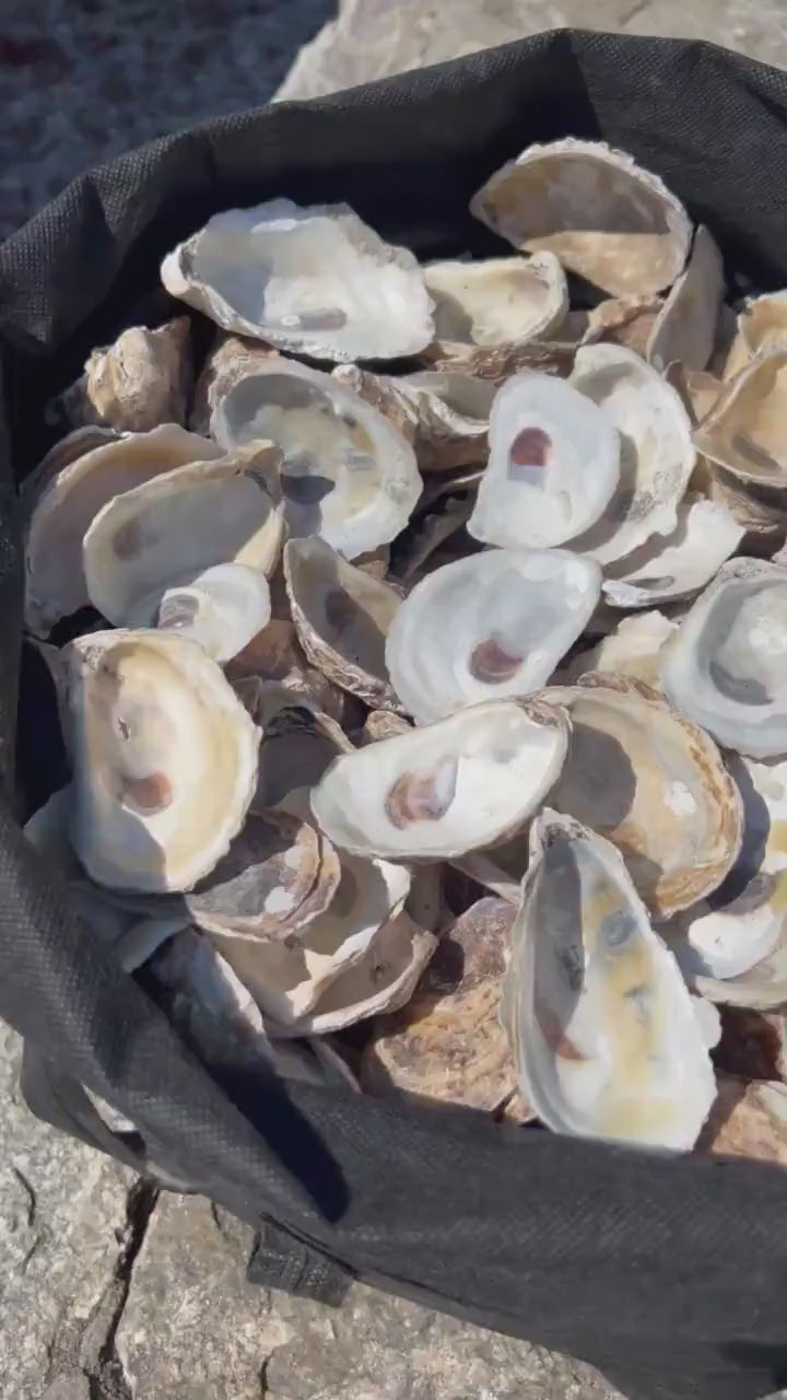 DRILLED OYSTER SHELLS|Christmas craft activity|Wedding craft|Shell ornament|Fall craft|Diy shell jewelry|Bridal Shower craft|decoupage shell