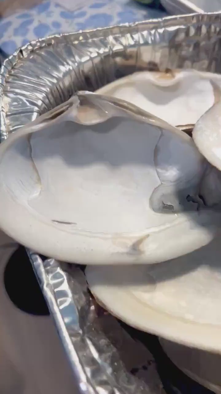 JUMBO CLAM SHELL set of 10, 5-6” large clam shells for craft activity Wedding favor rainy day craft Diy shell decoupage Bridal Shower Diy